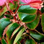Begonia x semperflorens Листок