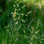 Poa trivialis Flor