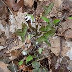 Hepatica acutiloba ᱥᱟᱠᱟᱢ