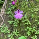 Cynorkis purpurascens Fiore