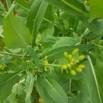 Brassica rapa Leaf