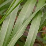 Camassia scilloides Hostoa