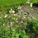 Aquilegia vulgaris Flower