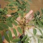 Toxicodendron succedaneum Levél