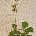 Medicago orbicularis Flower