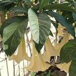 Brugmansia versicolor പുഷ്പം