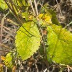 Commiphora africana Liść