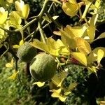 Citrus trifoliata Fruit