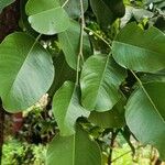 Dalbergia latifolia ഇല