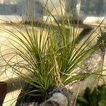 Tillandsia festucoides Fuelha