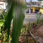 Cocos nucifera 叶