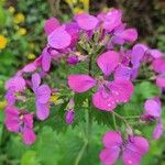 Lunaria annua花