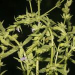 Stemodia durantifolia Цветок