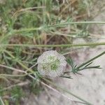 Lomelosia stellata Fula