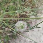 Lomelosia stellata Flower