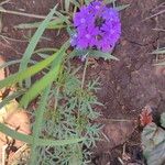 Verbena aristigera 花