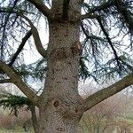 Cedrus atlantica Bark