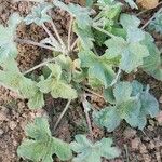 Pelargonium tomentosum Blad