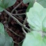 Scutellaria purpurascens Bark