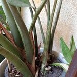 Zamioculcas zamiifolia Rinde