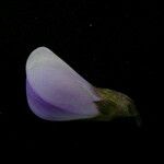 Neustanthus phaseoloides फूल