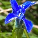 Gentiana rostanii