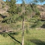 Casuarina cunninghamiana Lehti