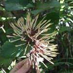 Ixora comptonii Flower