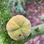 Citrus trifoliata Fruit