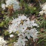 Ledum palustre Flower