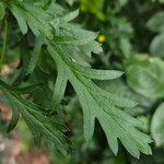 Euryops chrysanthemoides Leaf