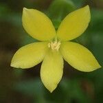 Ixanthus viscosus Flower