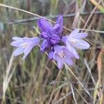 Dipterostemon capitatus Flower