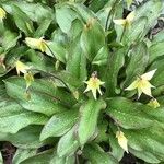 Erythronium tuolumnense Çiçek