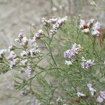 Limonium bellidifolium 花