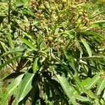 Euphorbia mellifera Pokrój