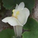 Asarina procumbens Kvet