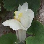 Asarina procumbens Flower