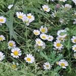 Anthemis ruthenica Fleur