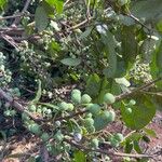 Pera glabrata Plod
