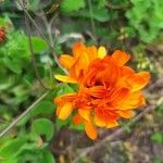 Calendula algeriensis Blüte