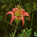 Lilium catesbaei ফুল