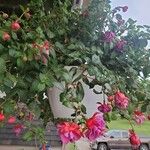 Fuchsia hybrida Λουλούδι