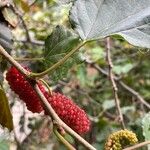 Morus indica Fruit