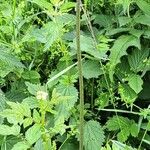 Cirsium rivulare Costuma