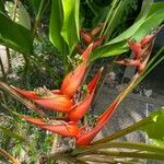 Heliconia bihai Kvet