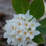 Daphne blagayana Flower