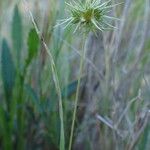 Echinaria capitata Fruit