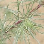 Artemisia marschalliana Leaf