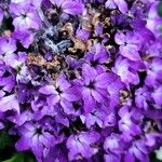 Heliotropium arborescens Cvet